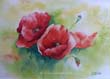 coquelicots6